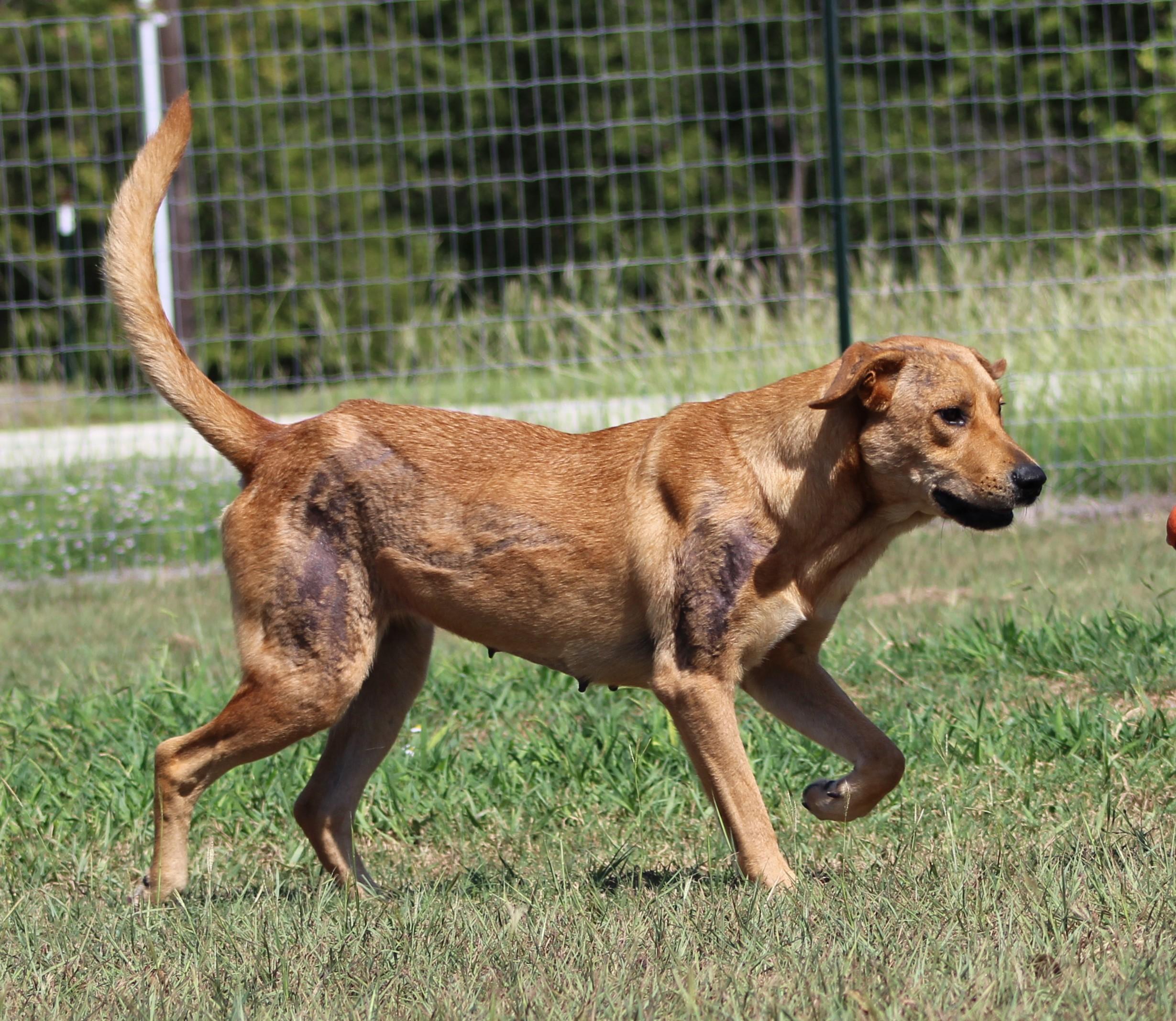 Enlarge Ember, a Adoptable mixed breed in Temple, TX image 5/6
