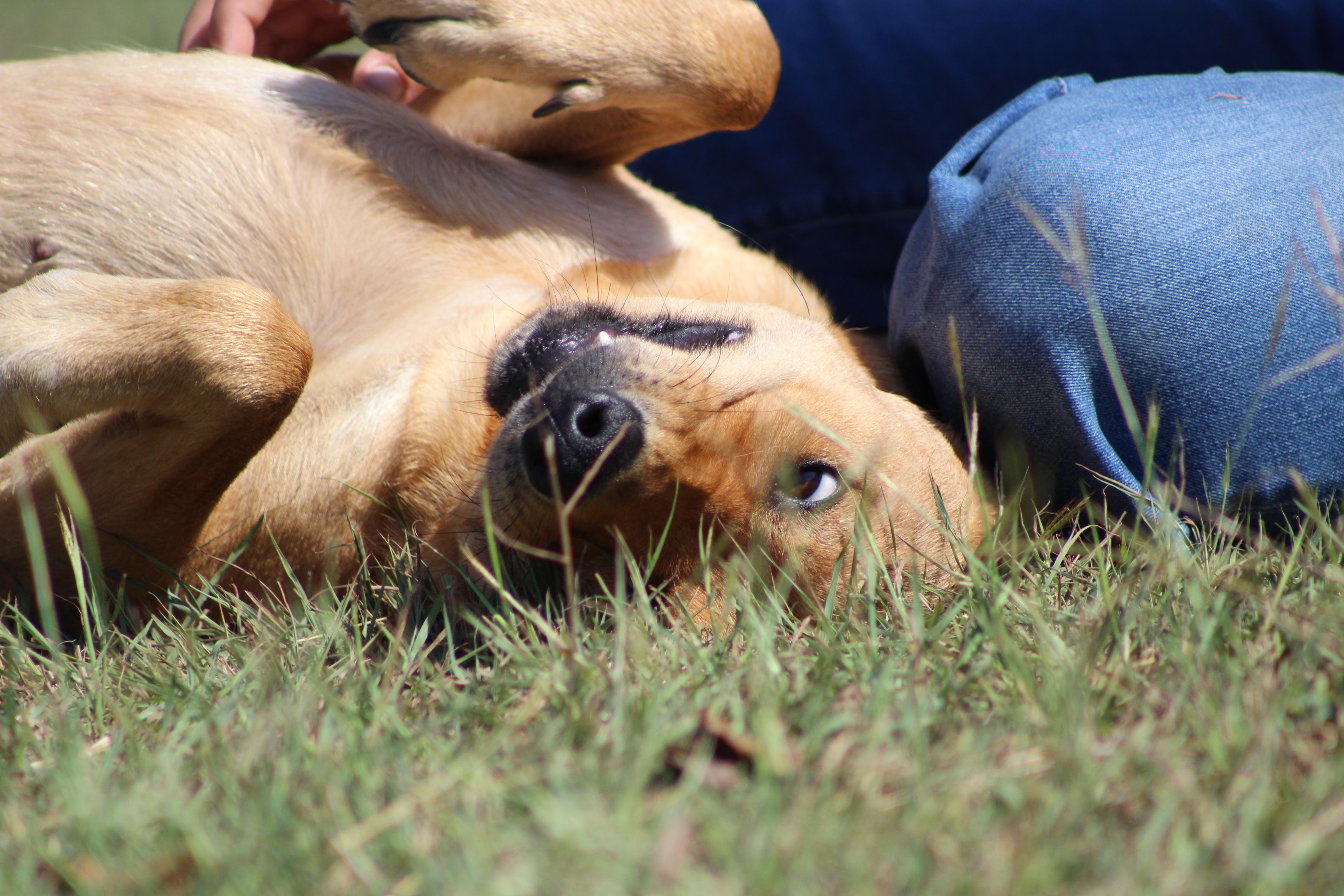 Enlarge Ember, a Adoptable mixed breed in Temple, TX image 2/6