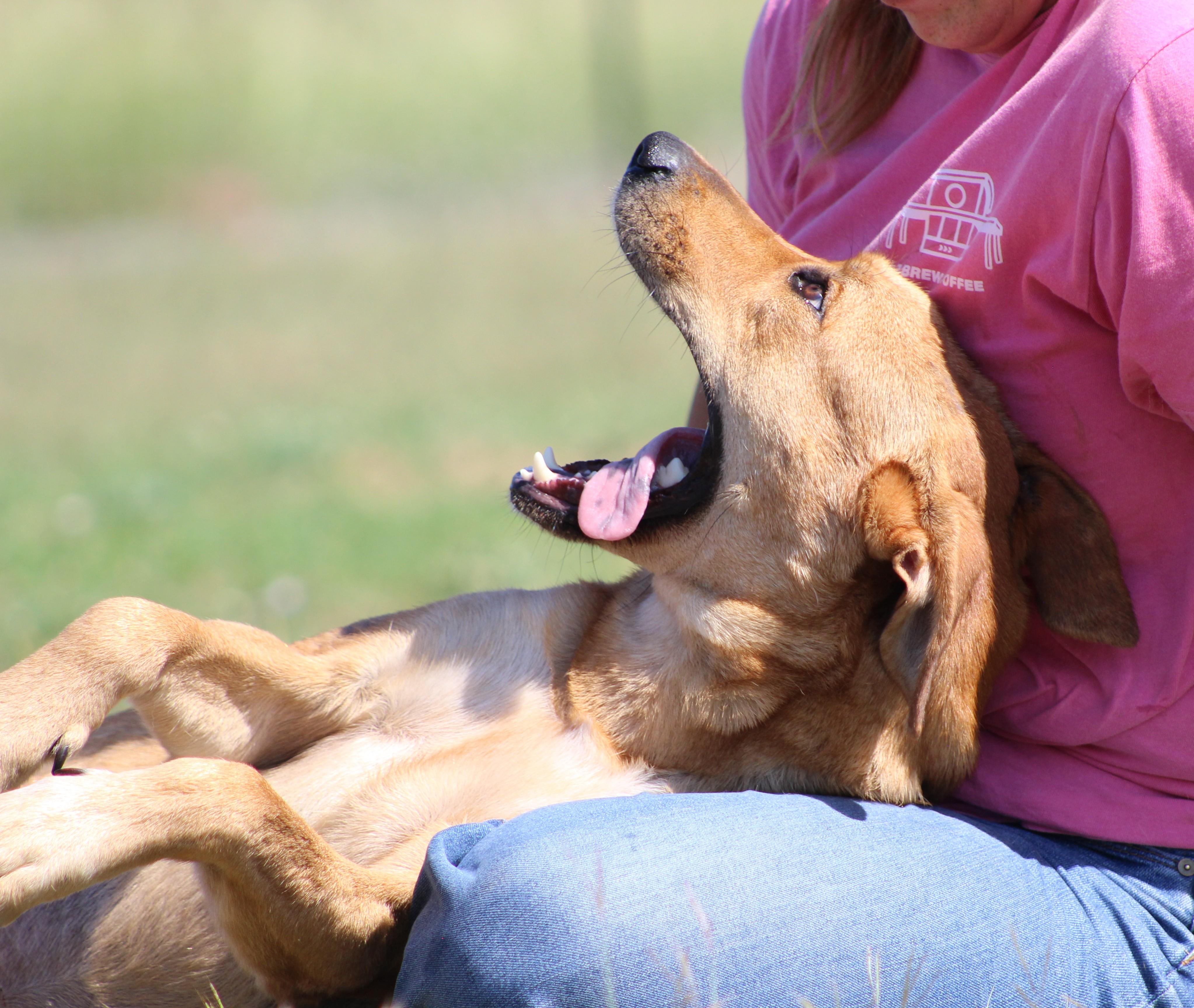 Enlarge Ember, a Adoptable mixed breed in Temple, TX image 1/6