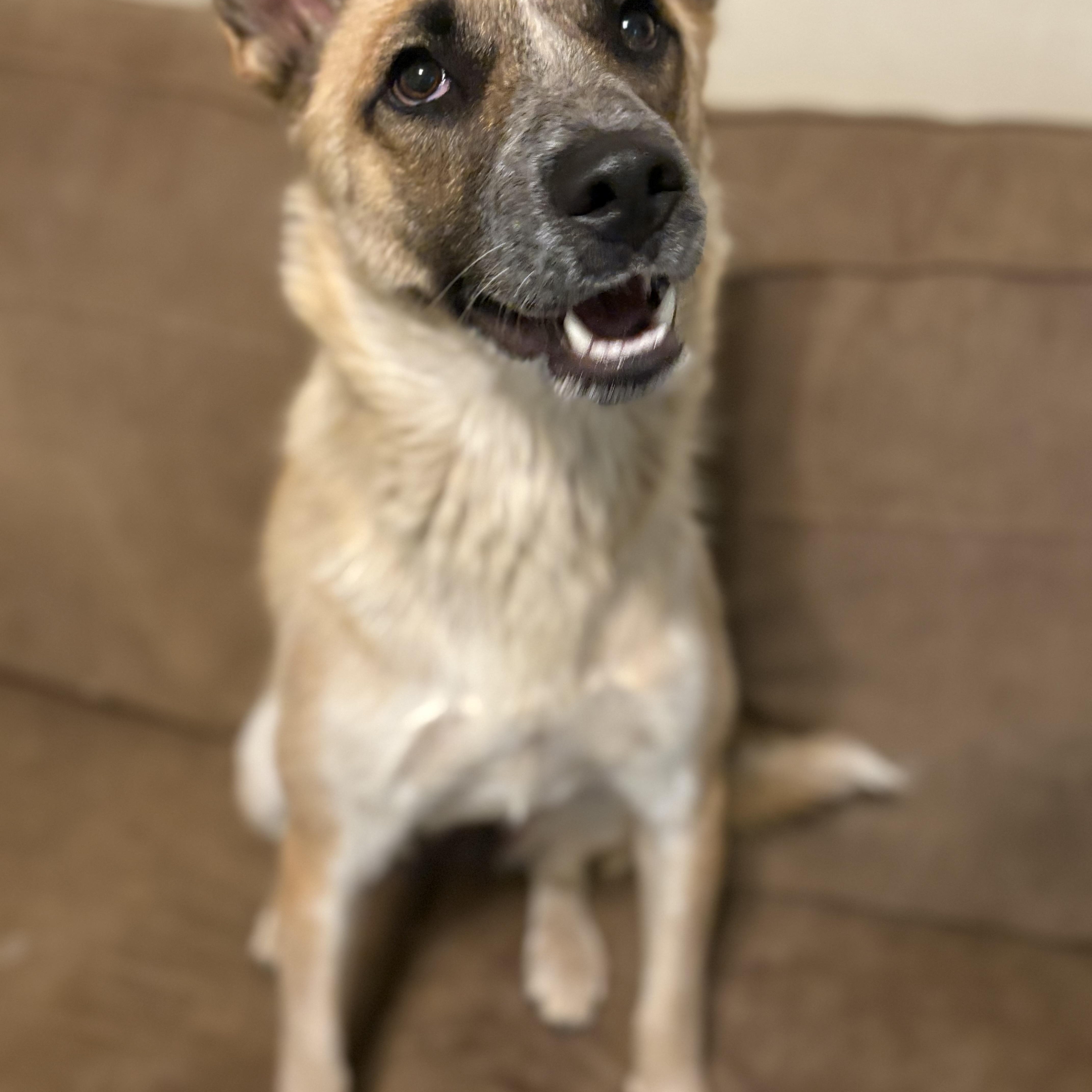 Enlarge Raya, a Adoptable mixed breed in Lakeside, AZ image 1/1