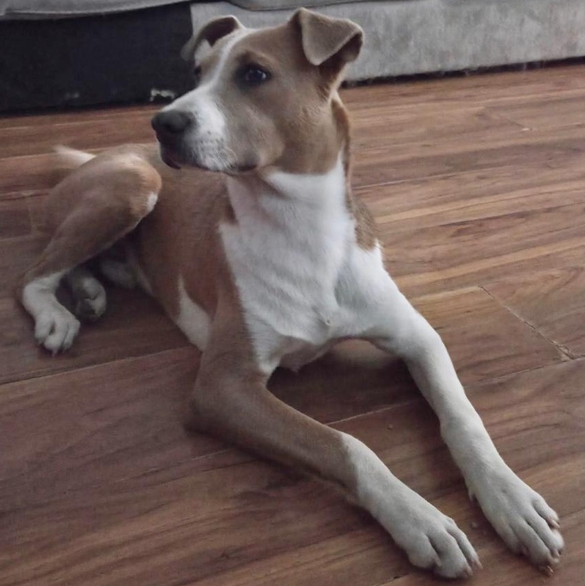 Enlarge Rocky, a Adoptable mixed breed in Bloomsburg, PA image 3/6