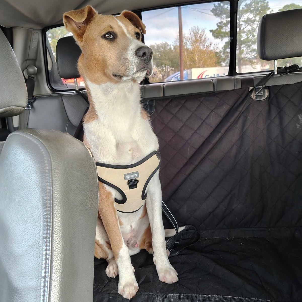 Enlarge Rocky, a Adoptable mixed breed in Bloomsburg, PA image 1/6