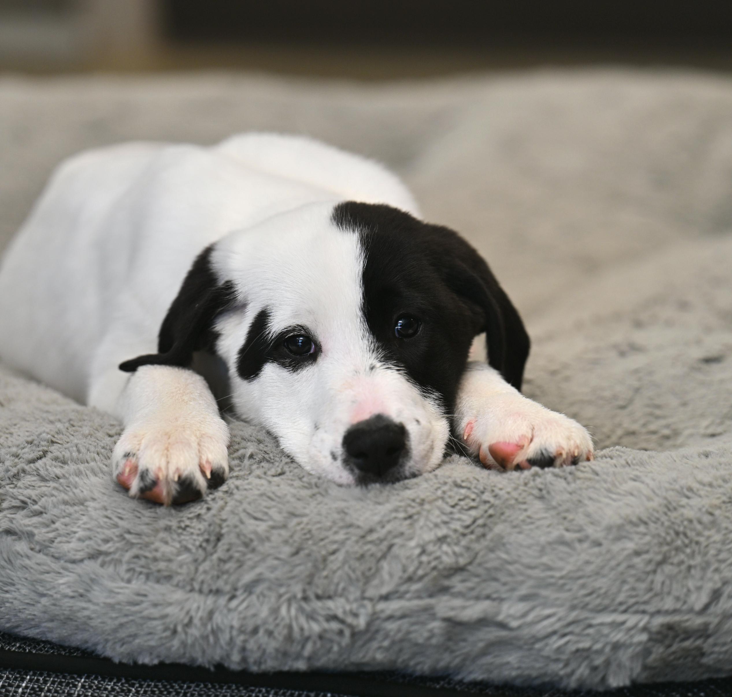 Bo Peep  Toy thumbnail 3