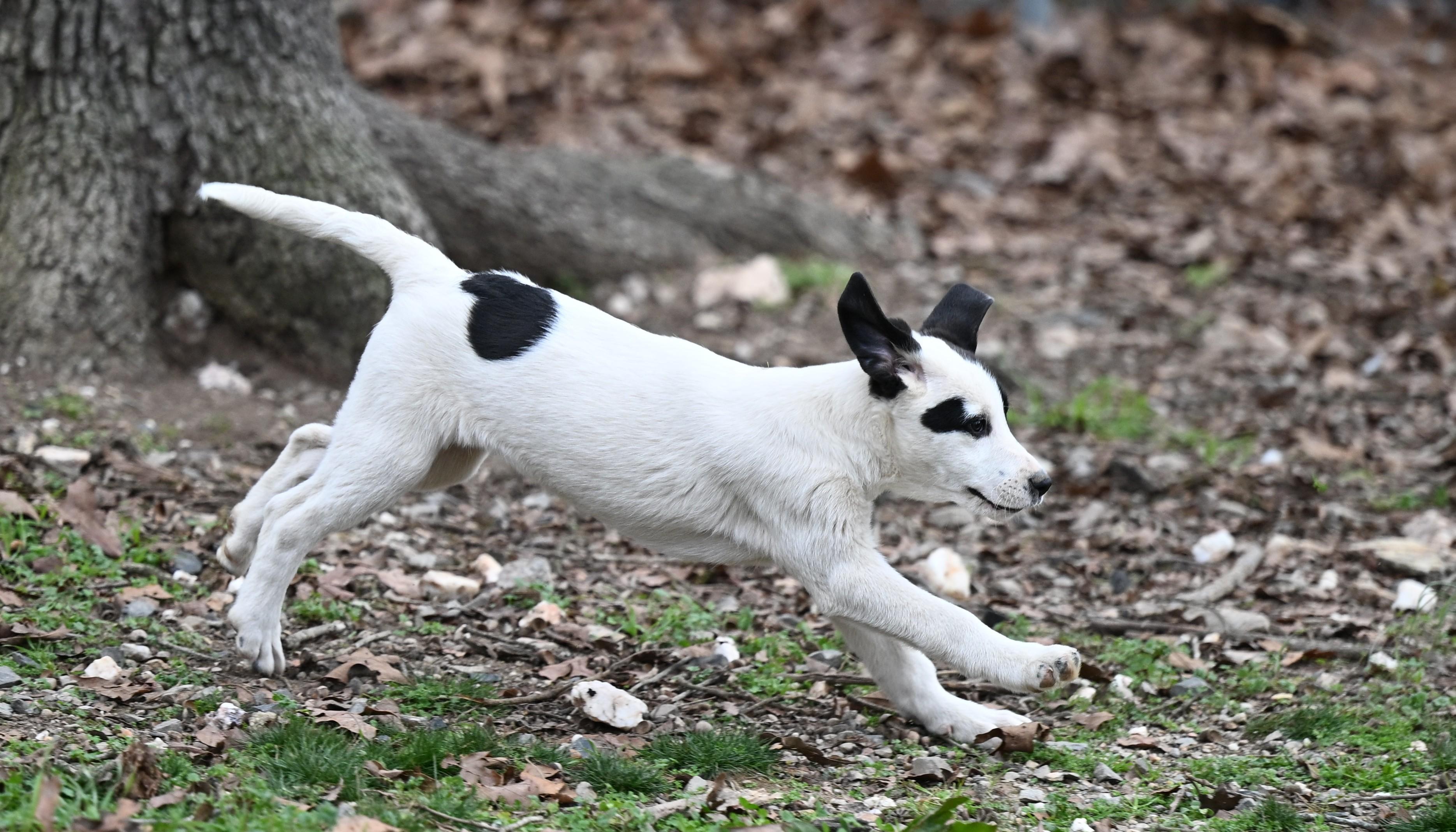 Bo Peep  Toy thumbnail 5