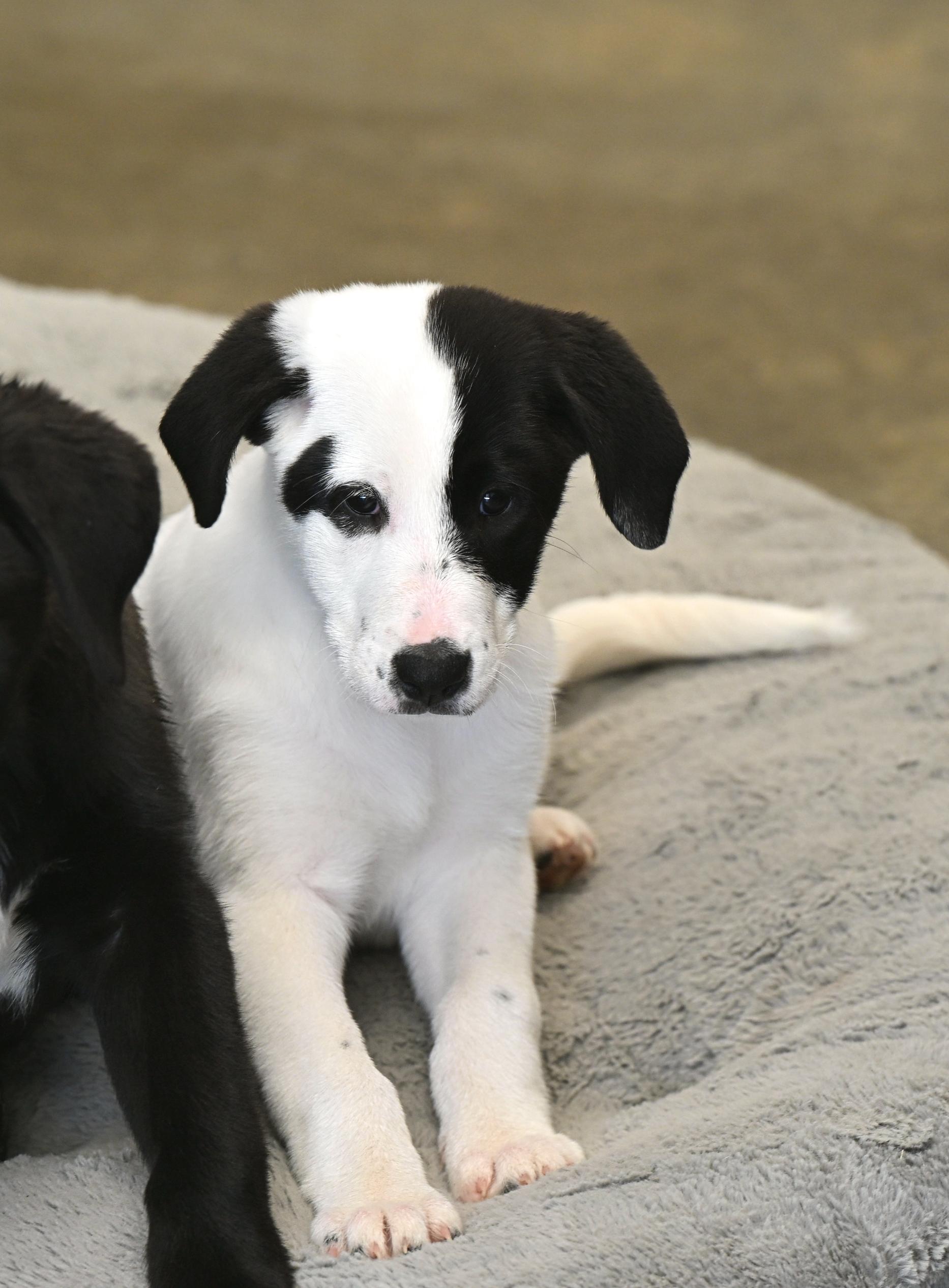 Bo Peep  Toy thumbnail 6