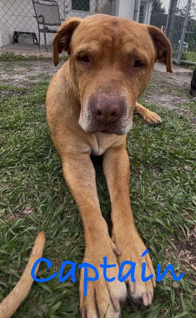 Enlarge Captain, a Adoptable Affenpinscher in Fort Pierce, FL image 1/1