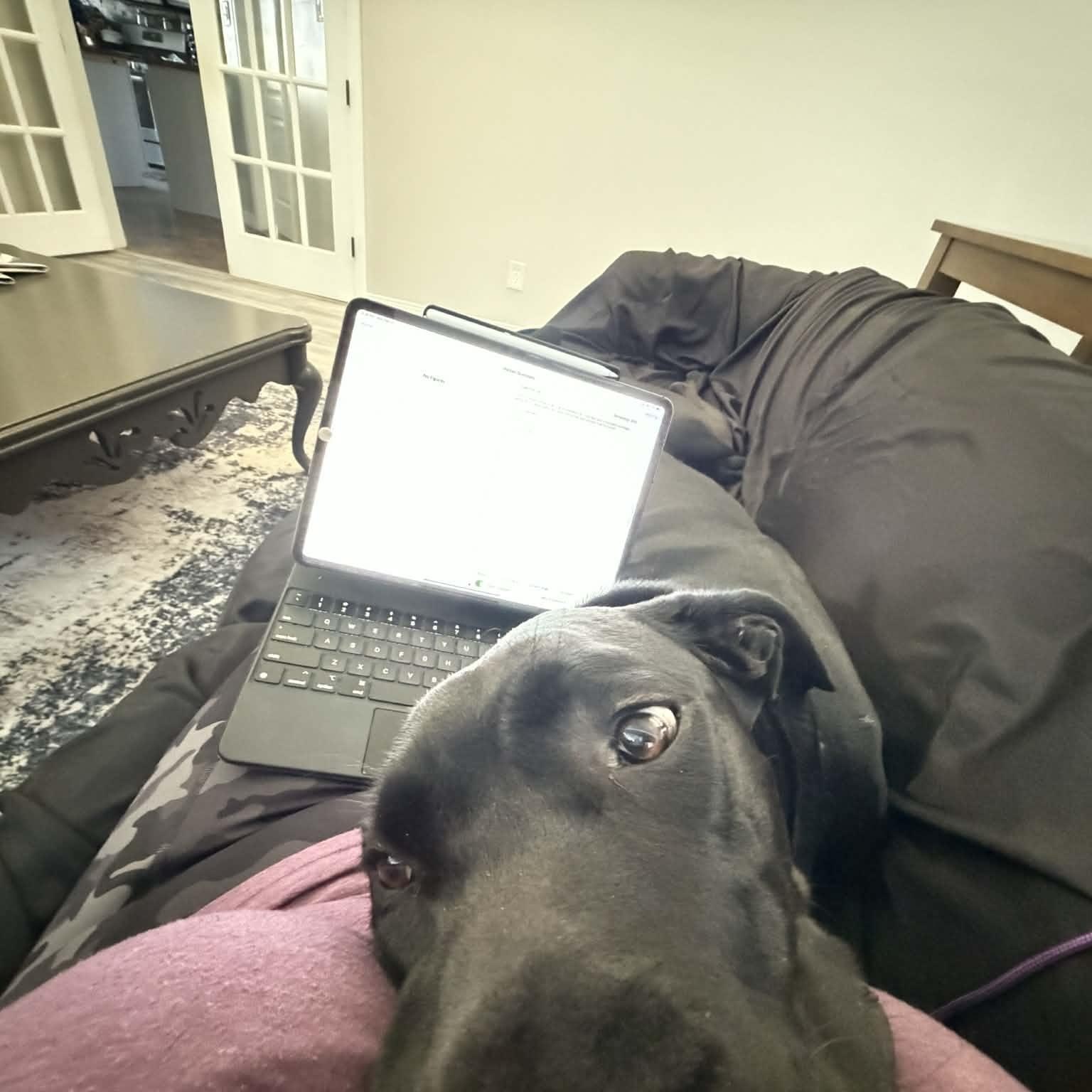 Enlarge Cyrus, a ADOPTABLE Great Dane in Pensacola, FL image 5/6