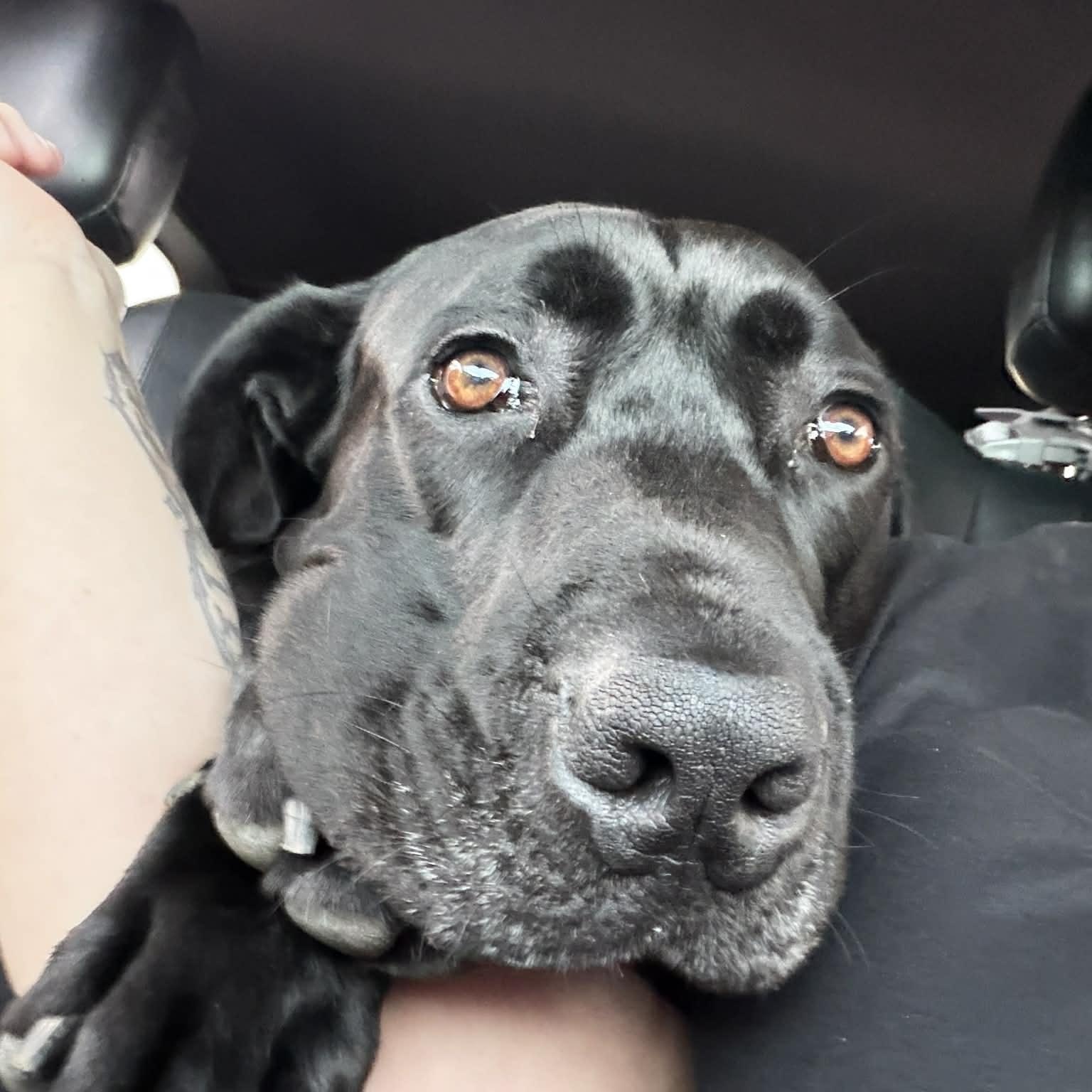 Enlarge Cyrus, a Adoptable Great Dane in Pensacola, FL image 3/6
