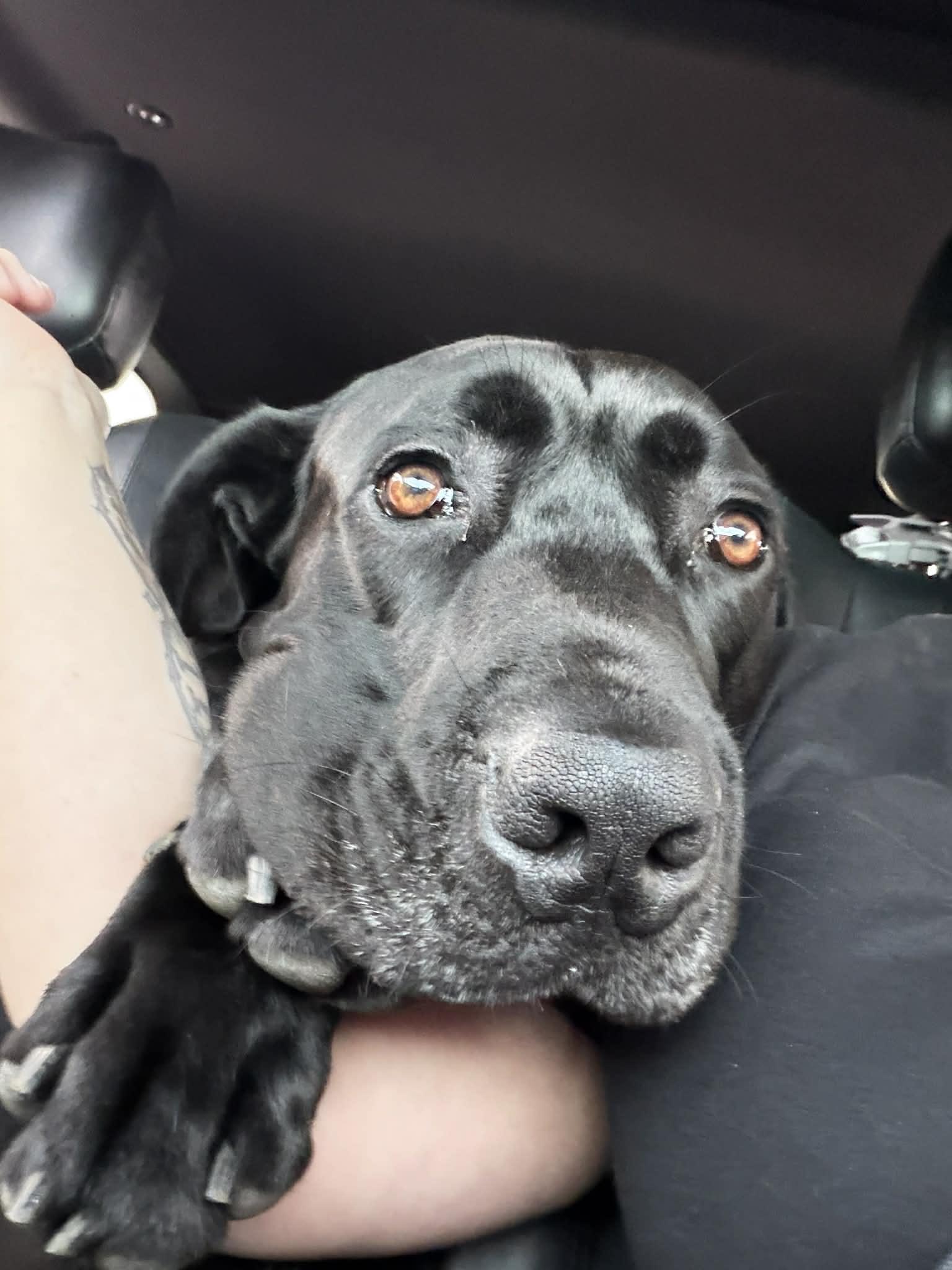 Enlarge Cyrus, a ADOPTABLE Great Dane in Pensacola, FL image 3/6