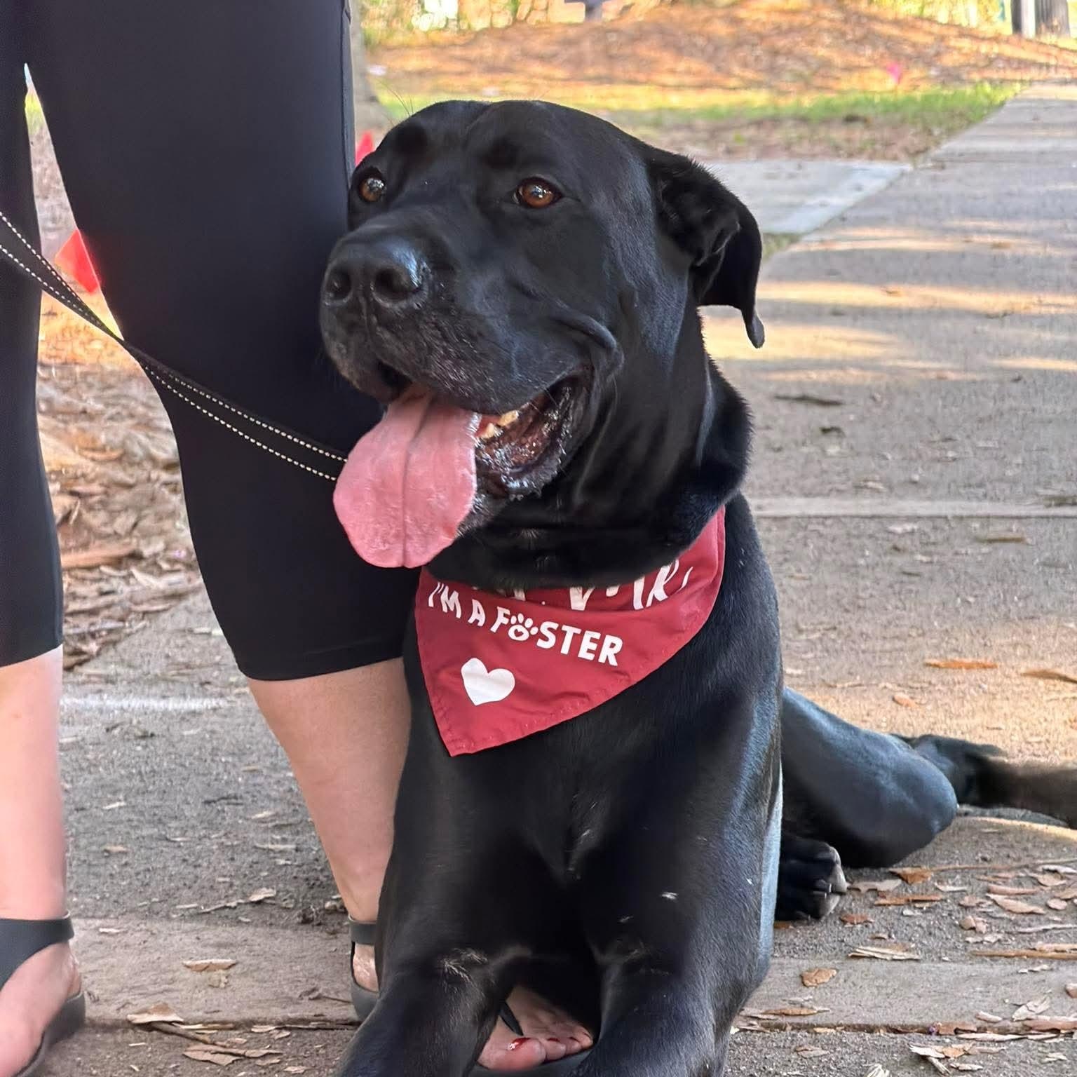 Cyrus, Adoptable, Adult Male Great Dane.