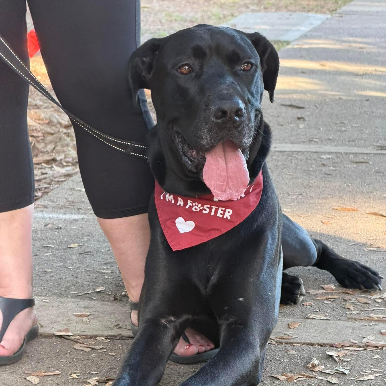 Enlarge Cyrus, a Adoptable Great Dane in Pensacola, FL image 5/6