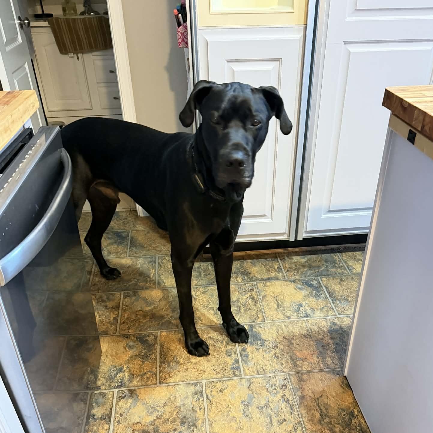 Enlarge Cyrus, a ADOPTABLE Great Dane in Pensacola, FL image 1/6