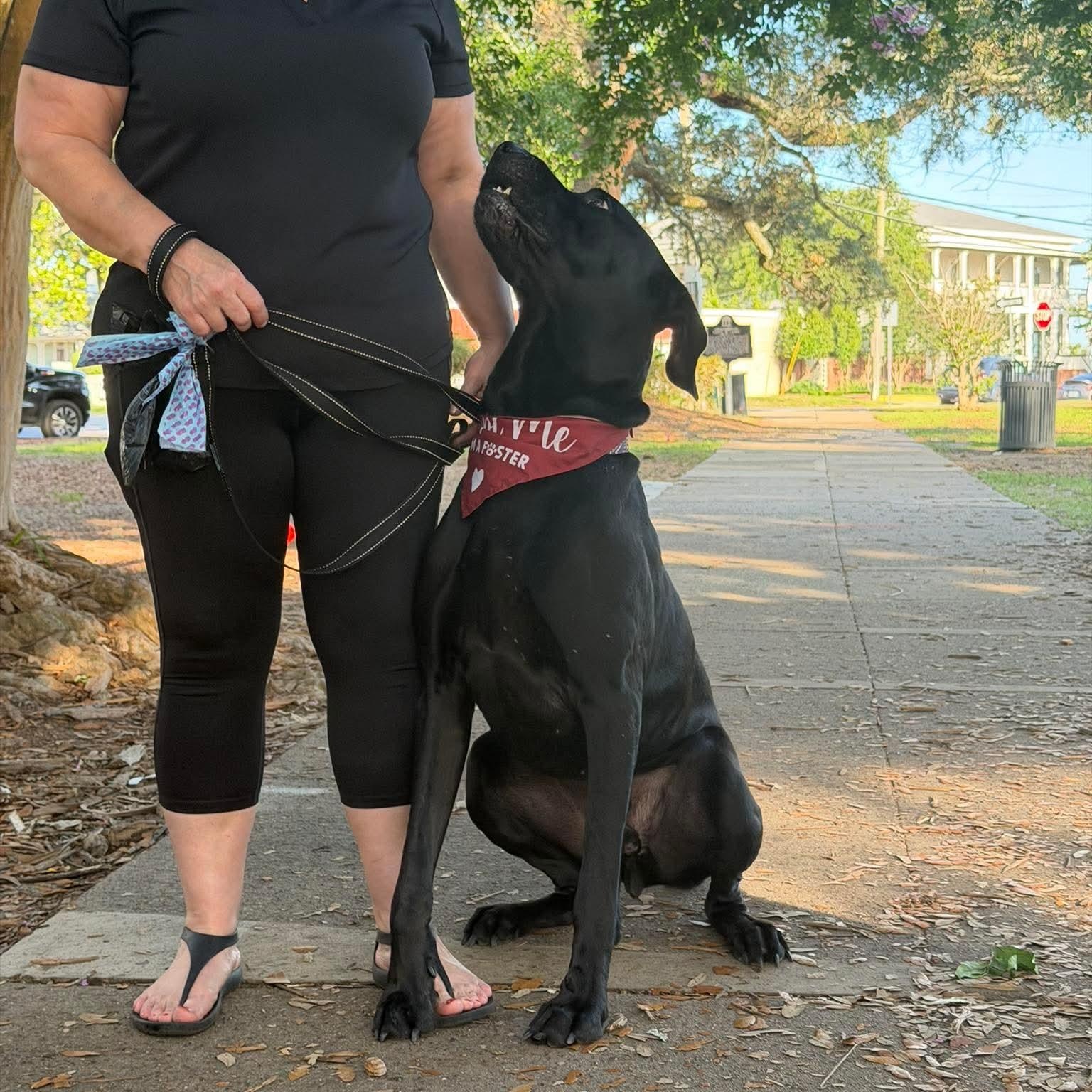 Enlarge Cyrus, a Adoptable Great Dane in Pensacola, FL image 4/6