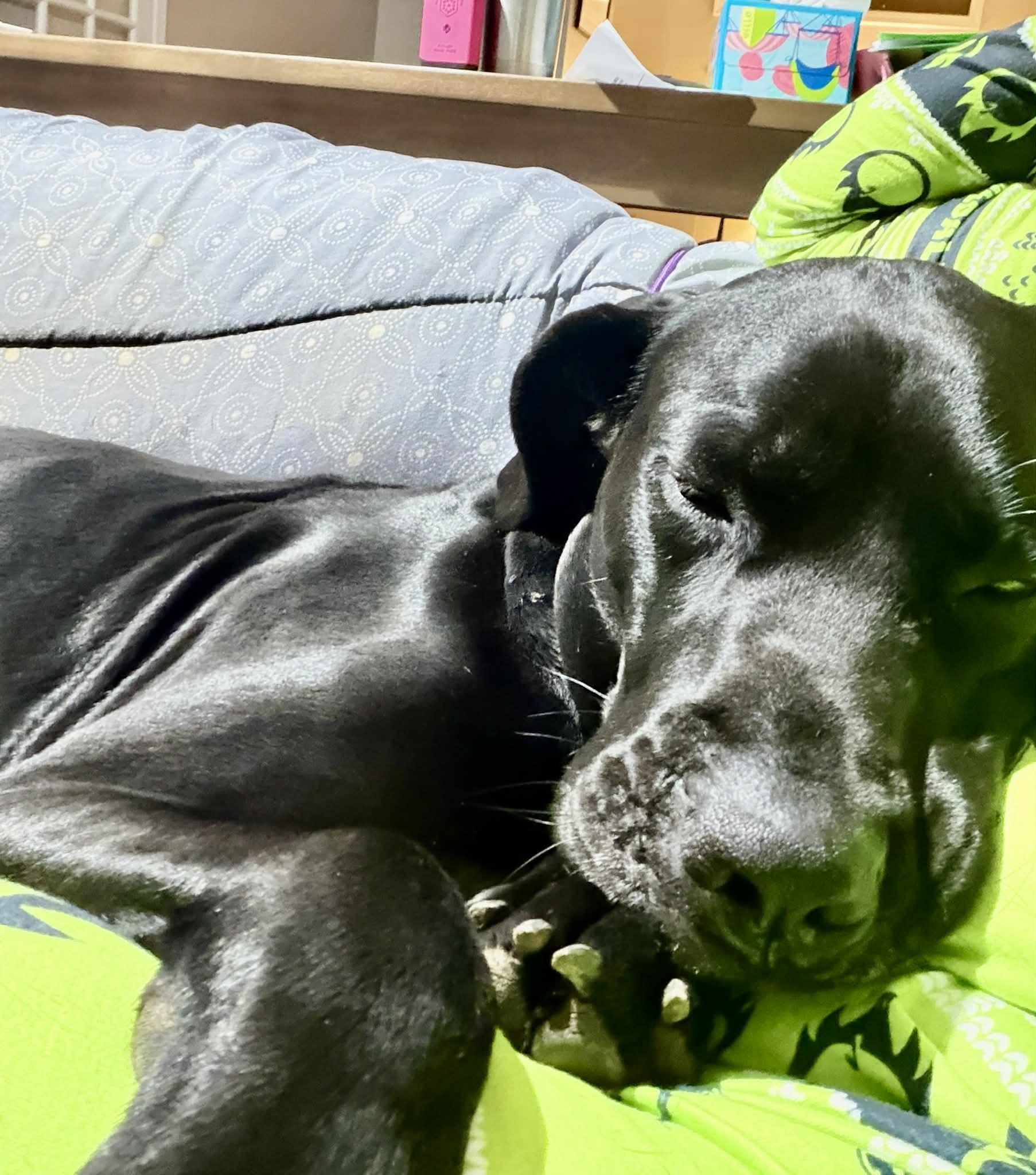 Enlarge Cyrus, a ADOPTABLE Great Dane in Pensacola, FL image 6/6