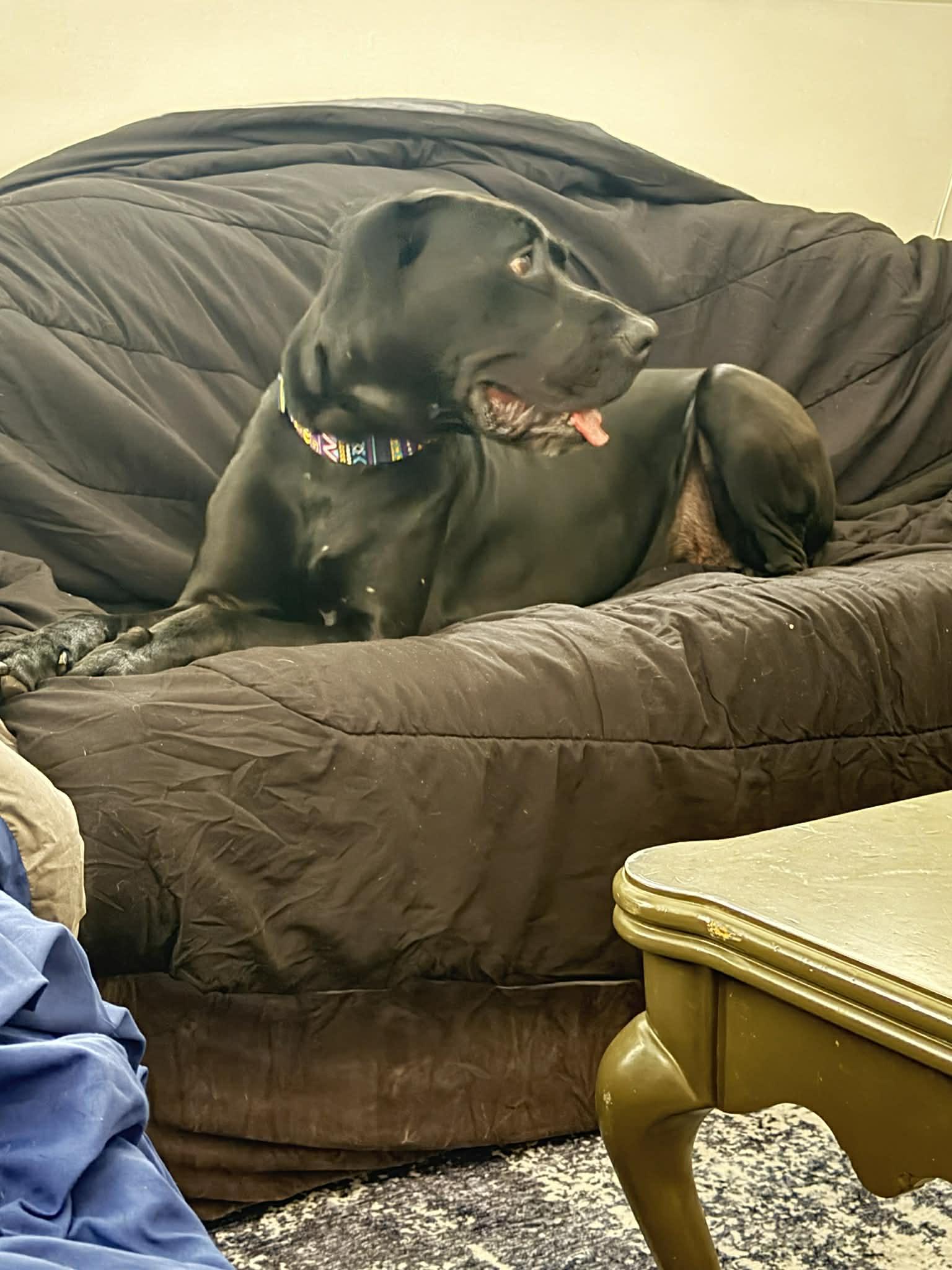 Enlarge Cyrus, a ADOPTABLE Great Dane in Pensacola, FL image 4/6