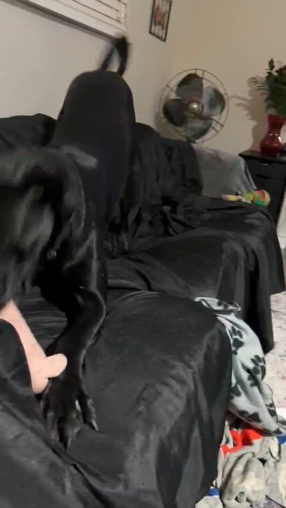 Enlarge Cyrus, a ADOPTABLE Great Dane in Pensacola, FL video 2/6