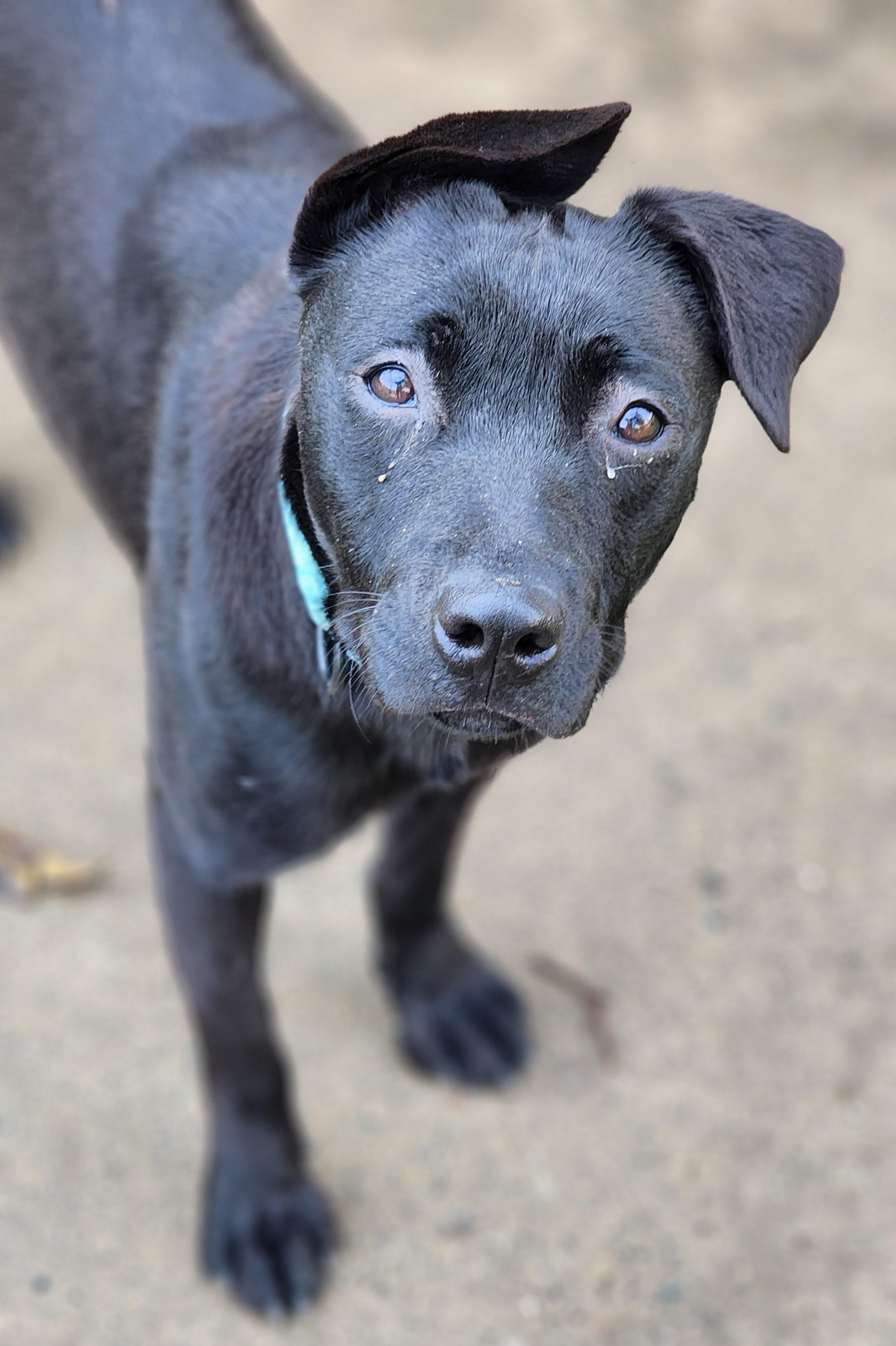 Sheena, Adoptable, Young Female Labrador Retriever & Terrier.