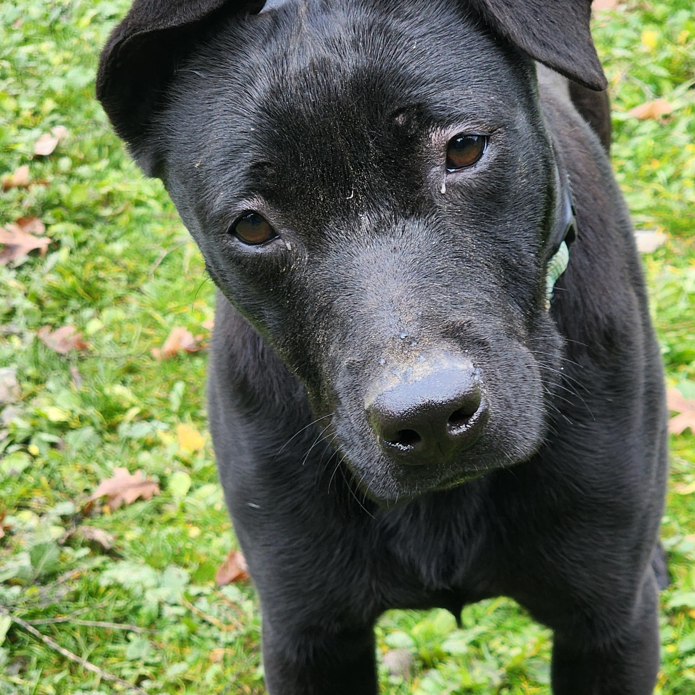Enlarge Sheena, a Adoptable mixed breed in Jacksonville, OR image 3/4