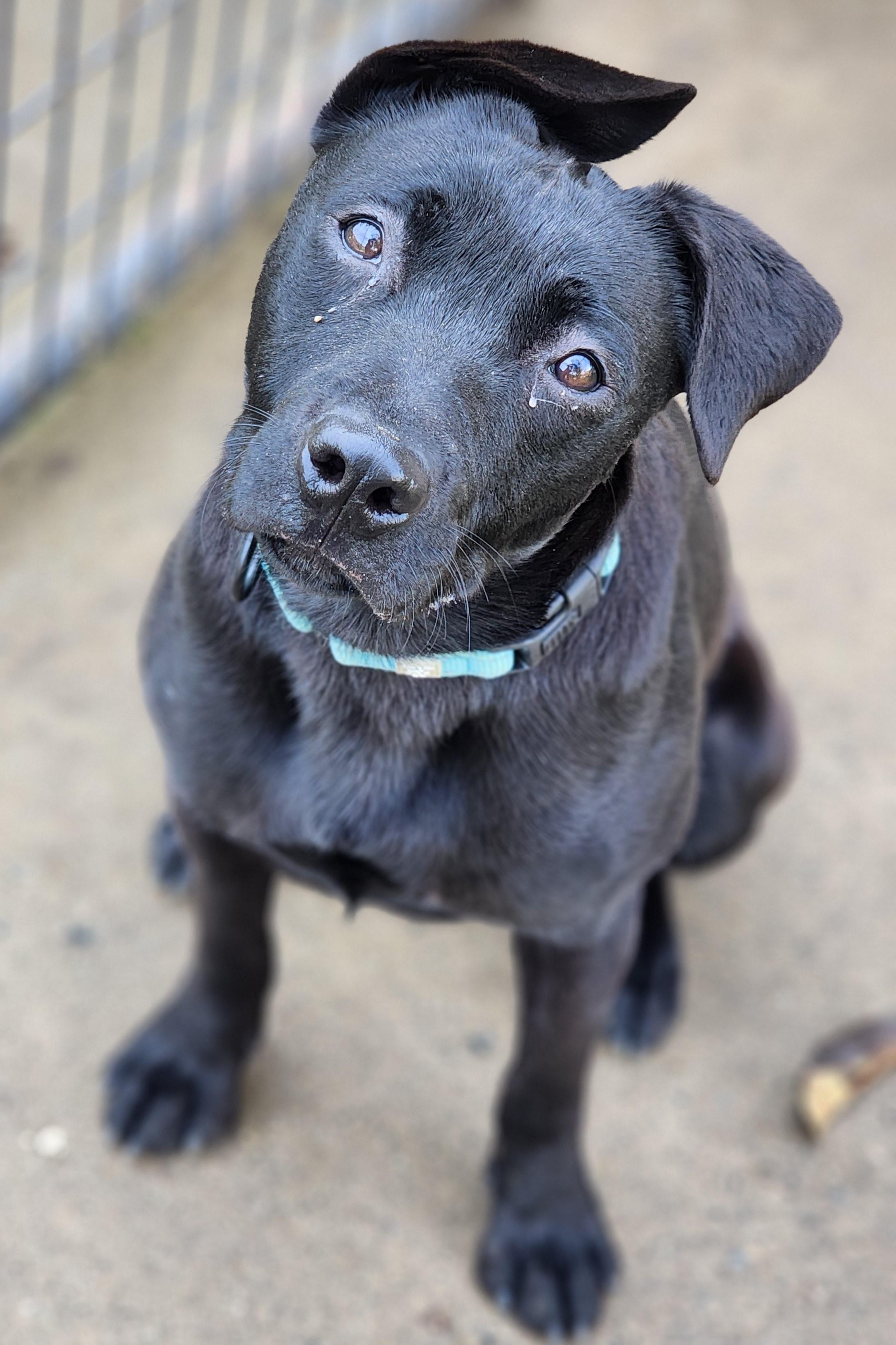 Sheena, a Adoptable mixed breed in Jacksonville, OR image 2/2