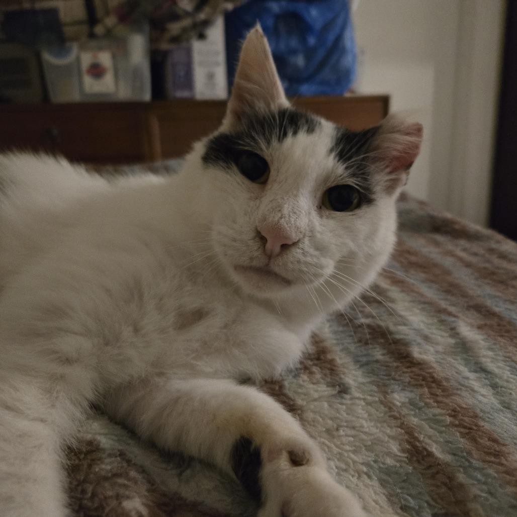 Bubbles, Adoptable, Senior Male Domestic Short Hair.
