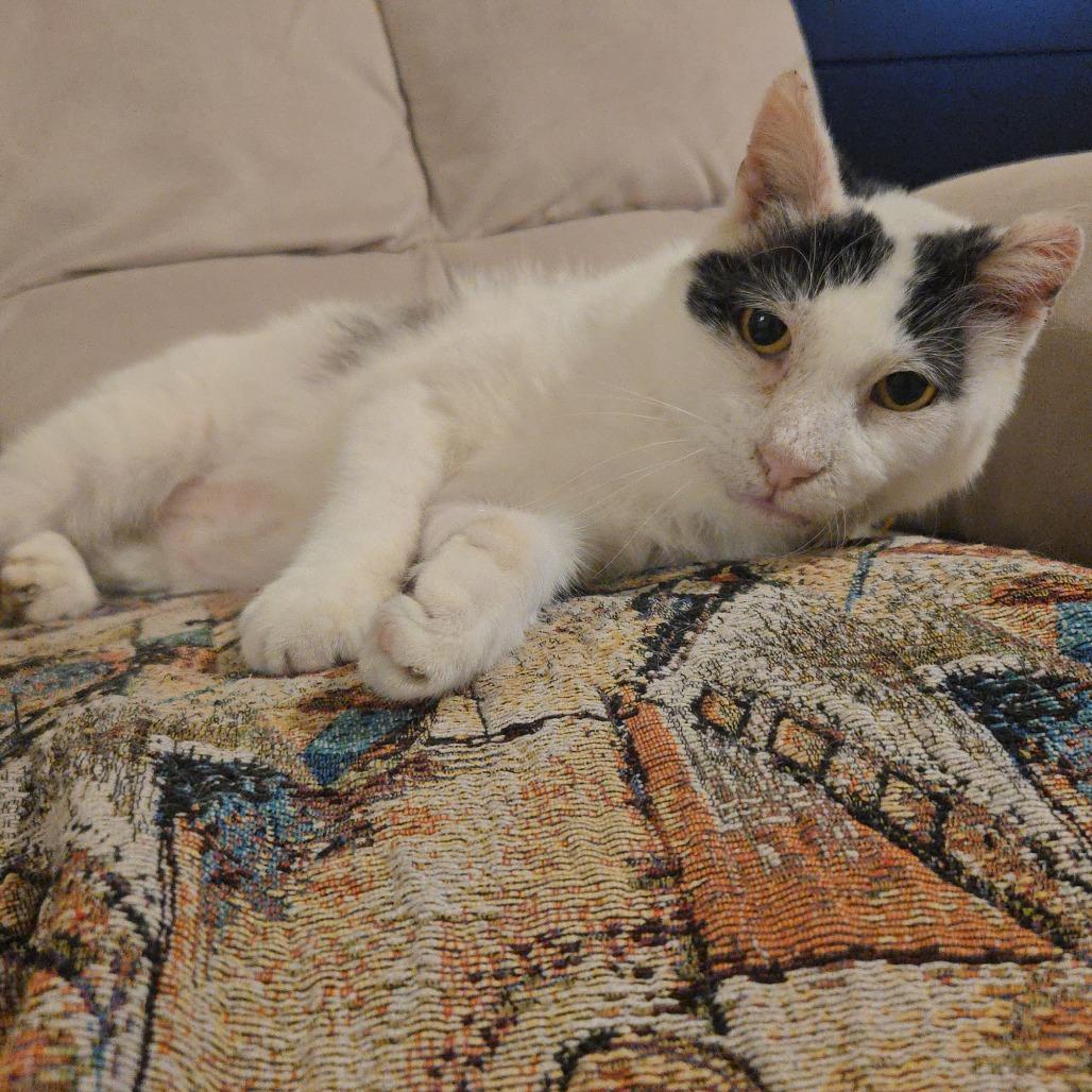 Bubbles, a Adoptable Domestic Short Hair in Miami, FL image 2/6