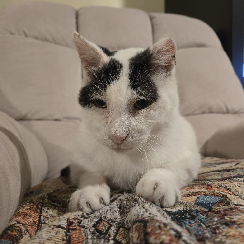 Bubbles, a Adoptable Domestic Short Hair in Miami, FL image 3/6
