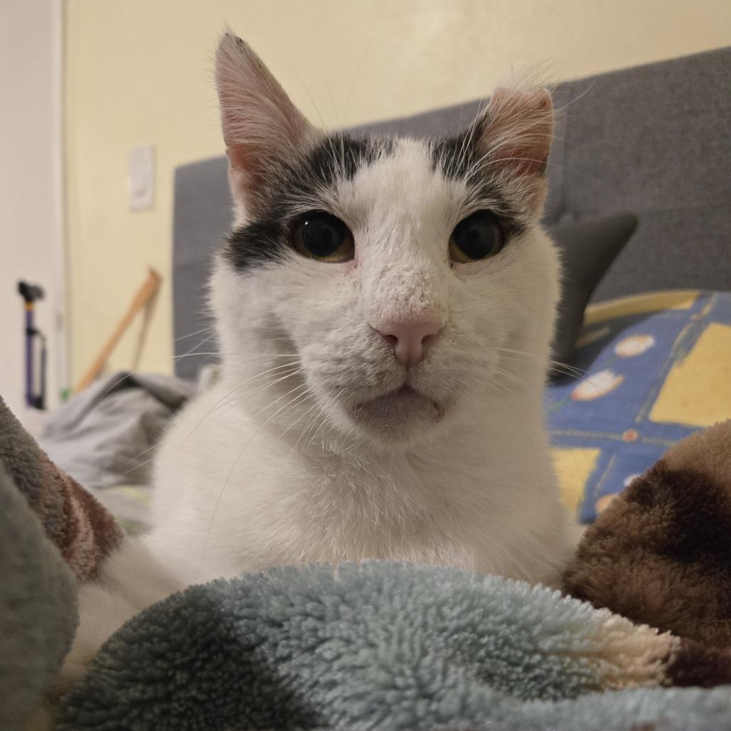 Bubbles, a Adoptable Domestic Short Hair in Miami, FL image 4/6