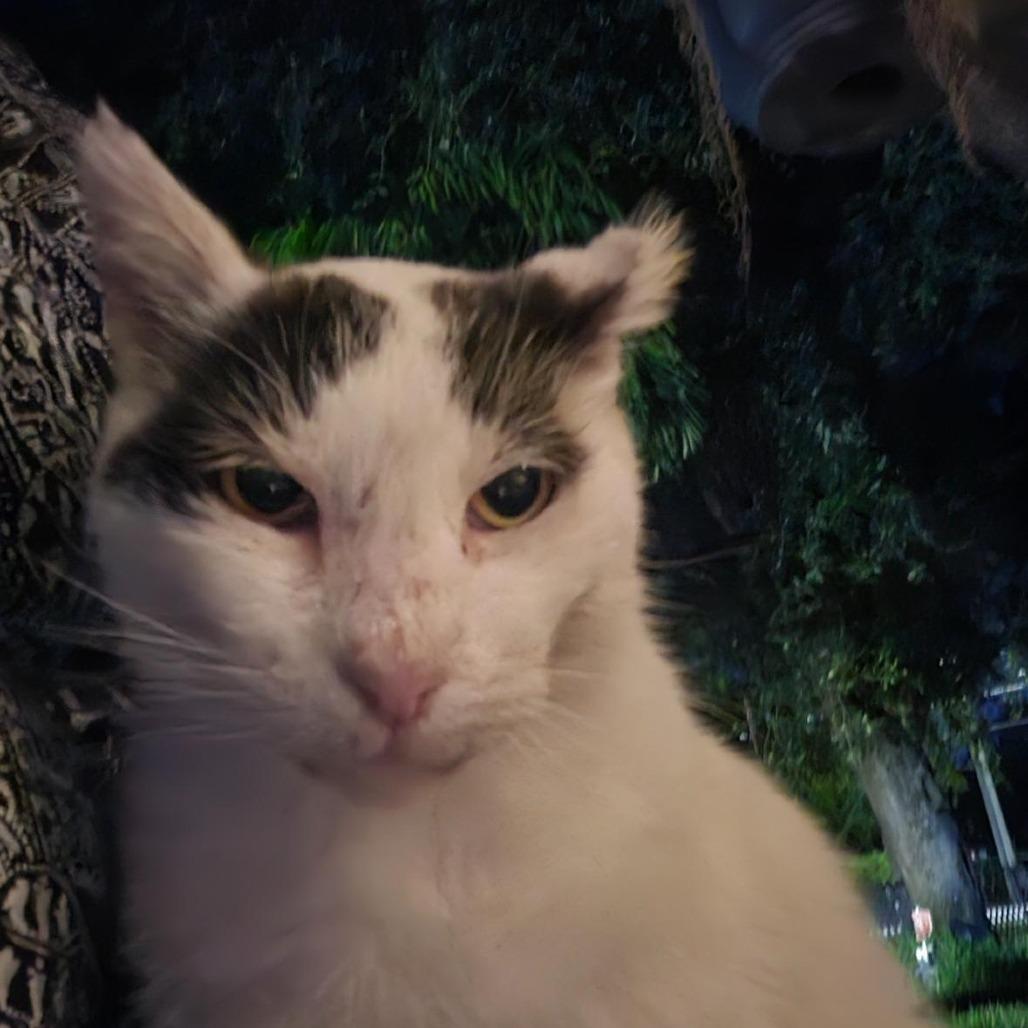 Bubbles, a Adoptable Domestic Short Hair in Miami, FL image 5/6
