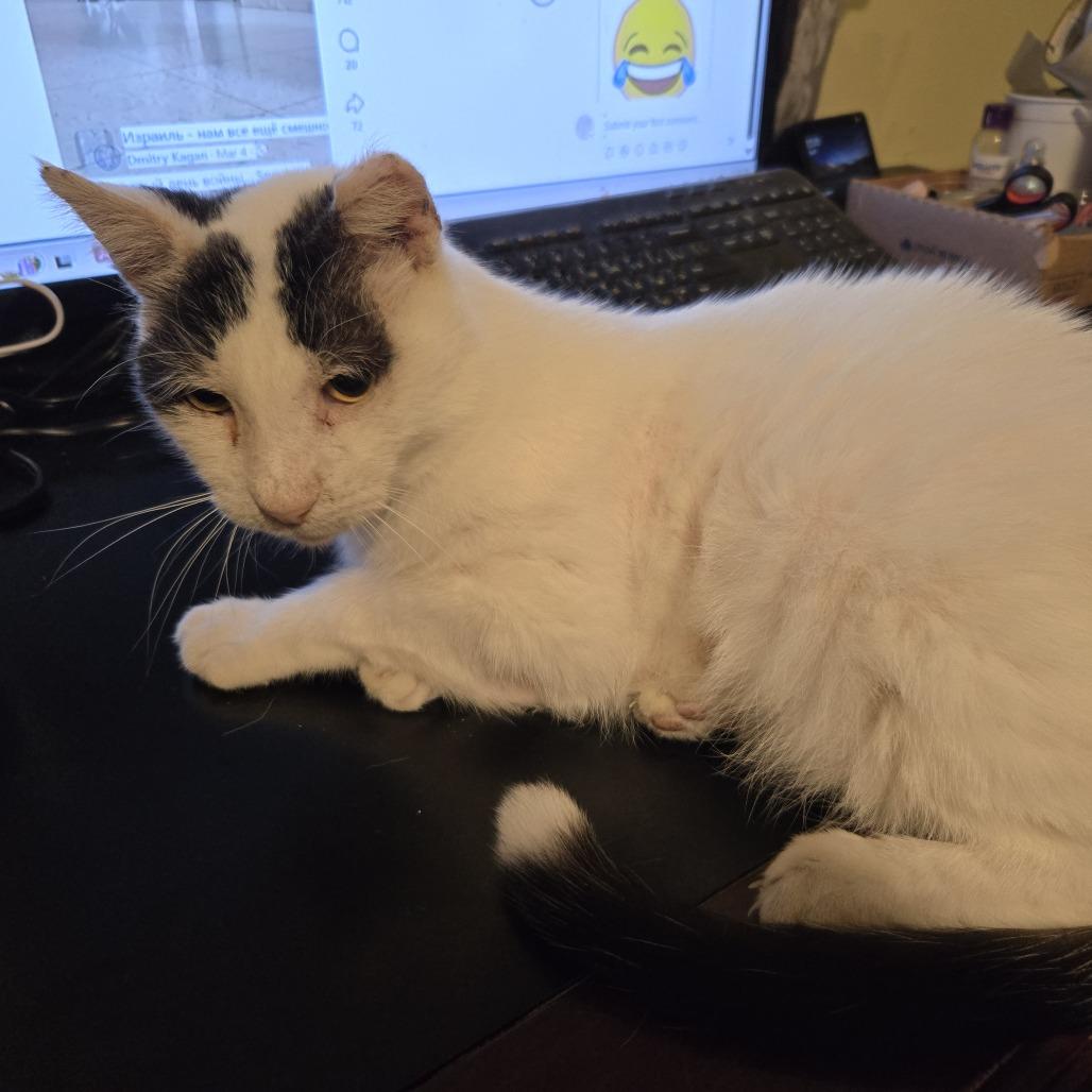 Bubbles, a Adoptable Domestic Short Hair in Miami, FL image 6/6