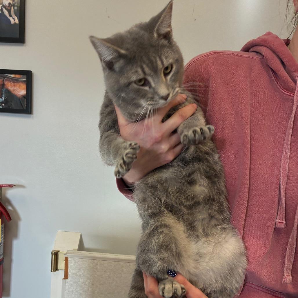 Nugget, Adoptable, Young Male Domestic Short Hair & Domestic Short Hair.