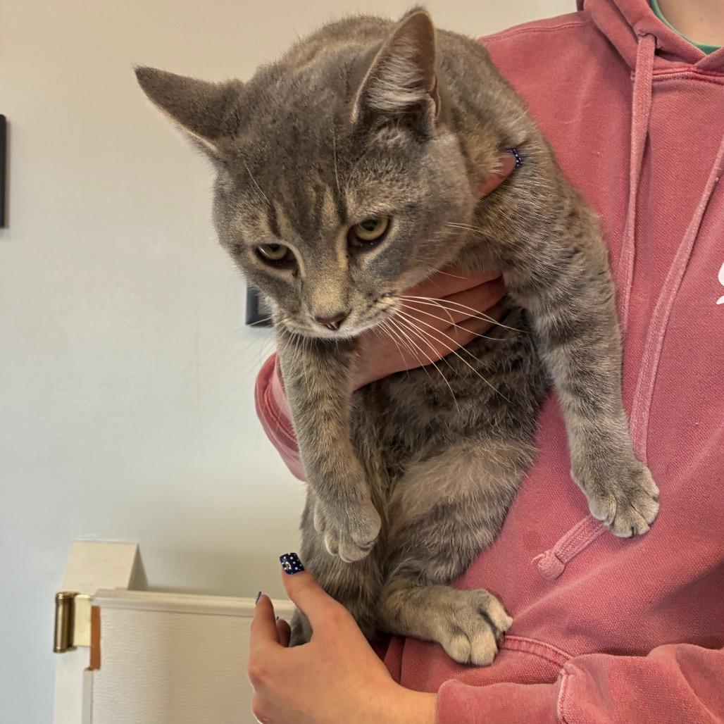 Enlarge Nugget, a Adoptable mixed breed in Morganfield, KY image 2/2