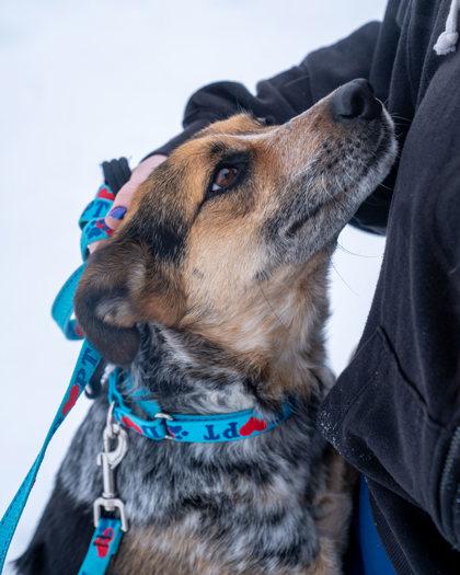 Daphney, Adoptable, Adult Female Australian Cattle Dog / Blue Heeler & Mixed Breed.