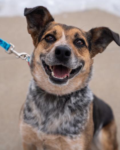 Enlarge Daphney, a Adoptable mixed breed in Pequot Lakes, MN image 1/3