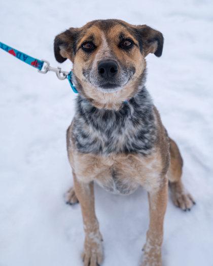 Enlarge Daphney, a Adoptable mixed breed in Pequot Lakes, MN image 2/3