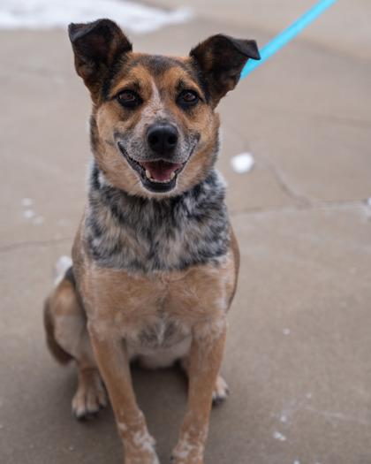 Enlarge Daphney, a Adoptable mixed breed in Pequot Lakes, MN image 3/3