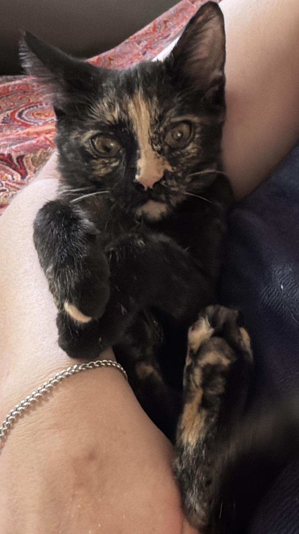 Enlarge Munchkin, a Adoptable mixed breed in Glendale, AZ image 1/3