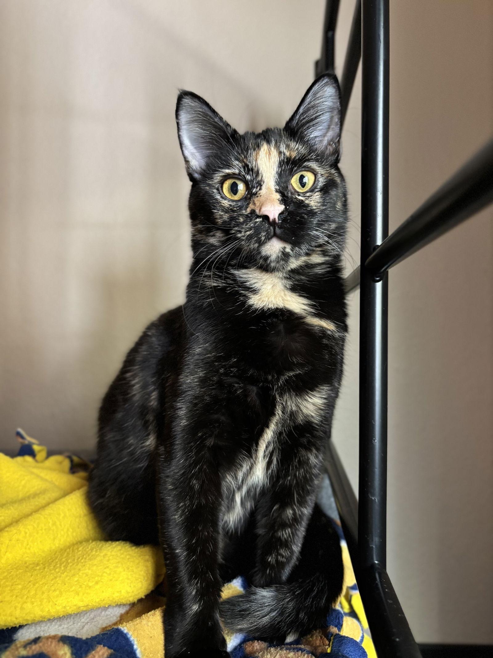 Enlarge Munchkin, a Adoptable mixed breed in Glendale, AZ image 3/3