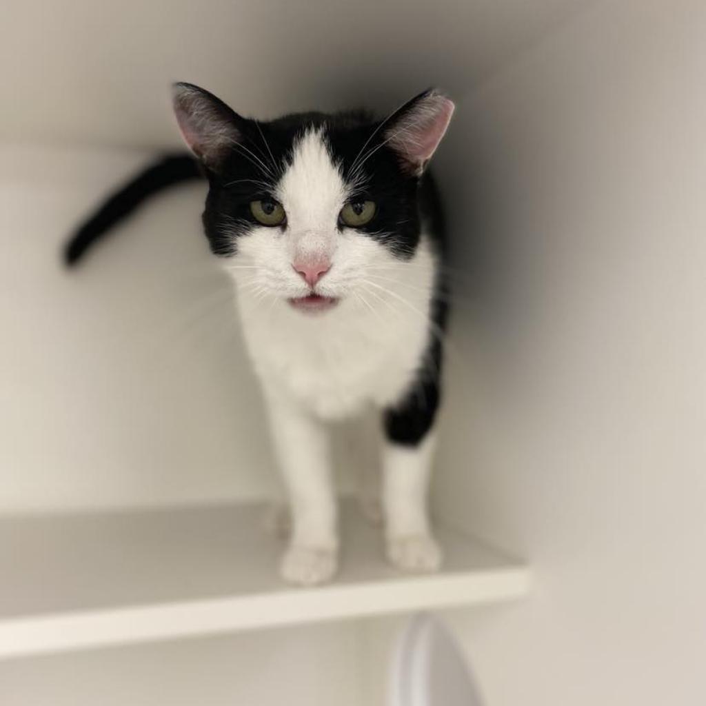 Enlarge Fresca, a Adoptable Domestic Short Hair in Philadelphia, PA image 1/6