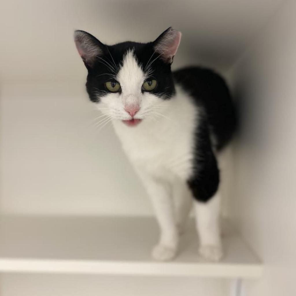 Enlarge Fresca, a Adoptable Domestic Short Hair in Philadelphia, PA image 2/6