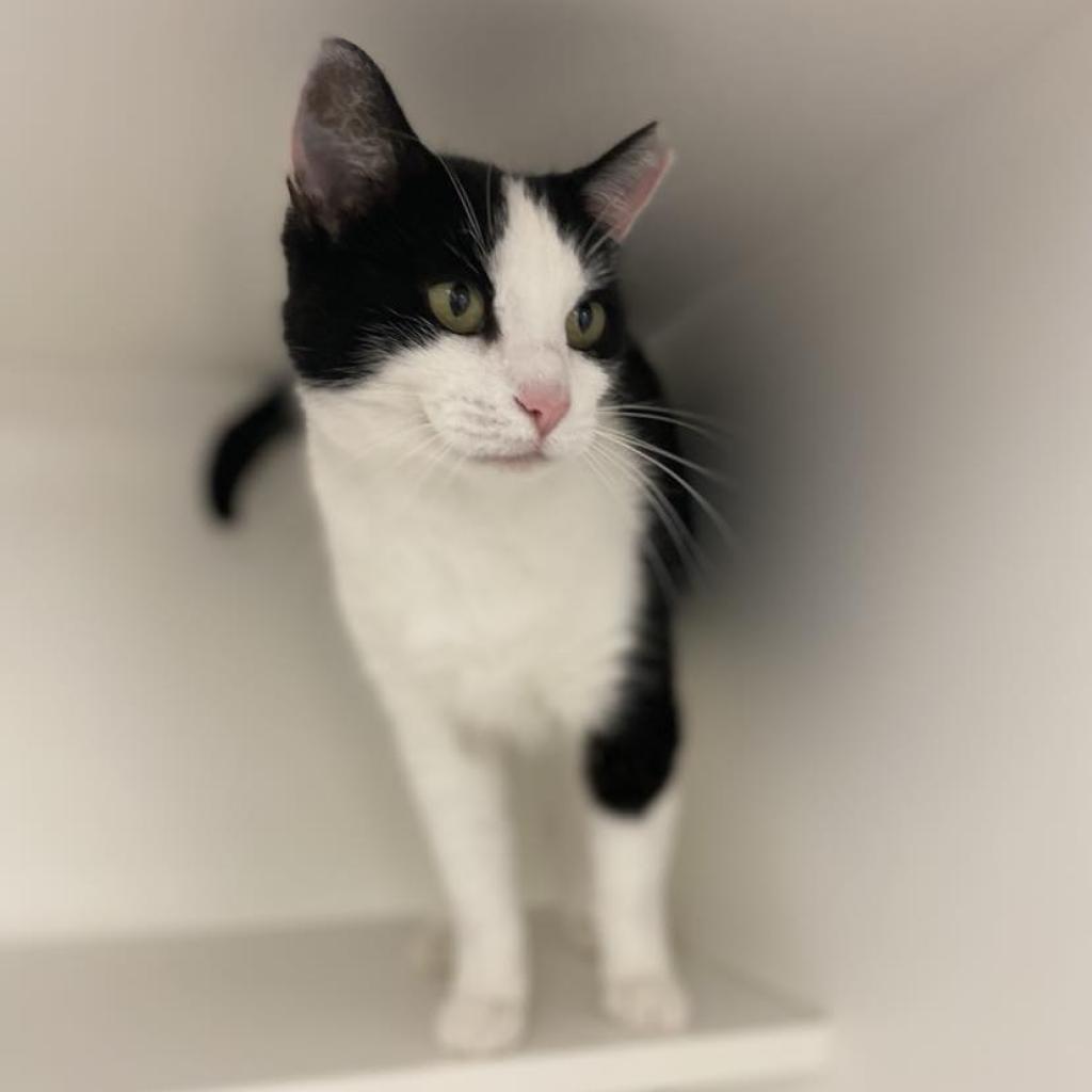 Enlarge Fresca, a Adoptable Domestic Short Hair in Philadelphia, PA image 4/6