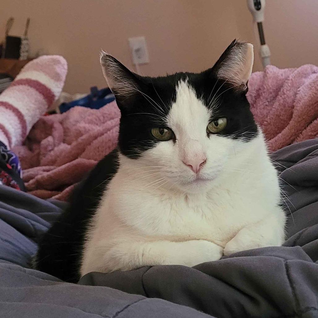 Enlarge Fresca, a Adoptable Domestic Short Hair in Philadelphia, PA image 5/6