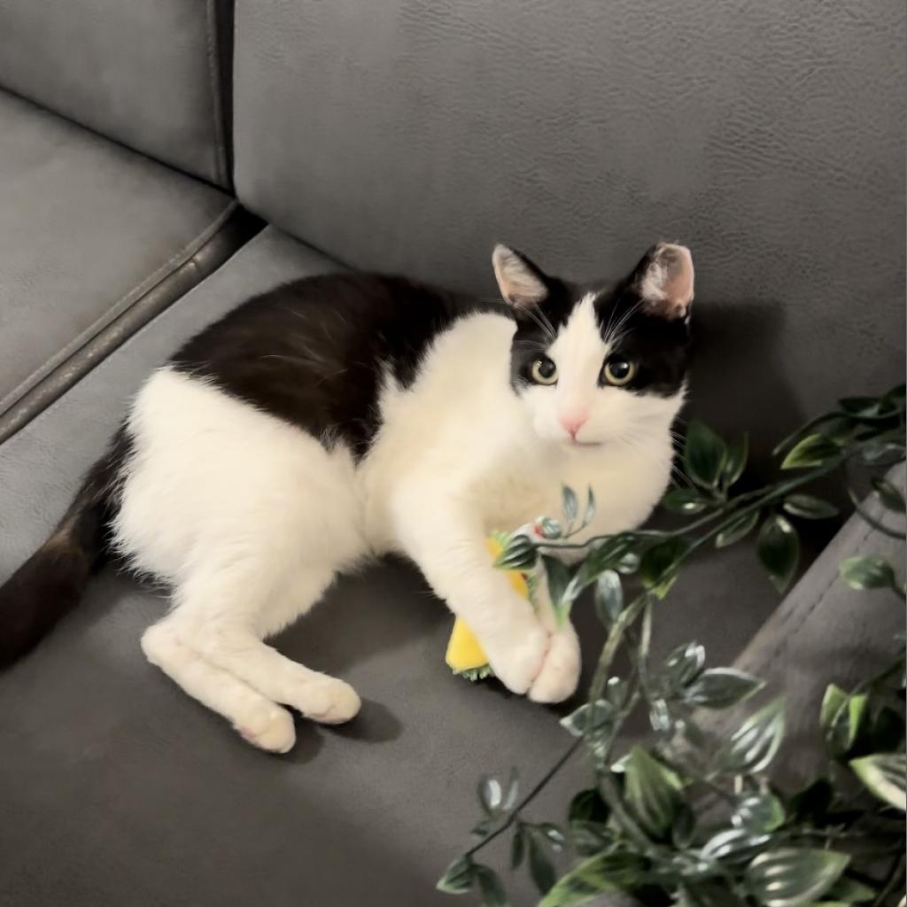 Enlarge Fresca, a Adoptable Domestic Short Hair in Philadelphia, PA image 6/6