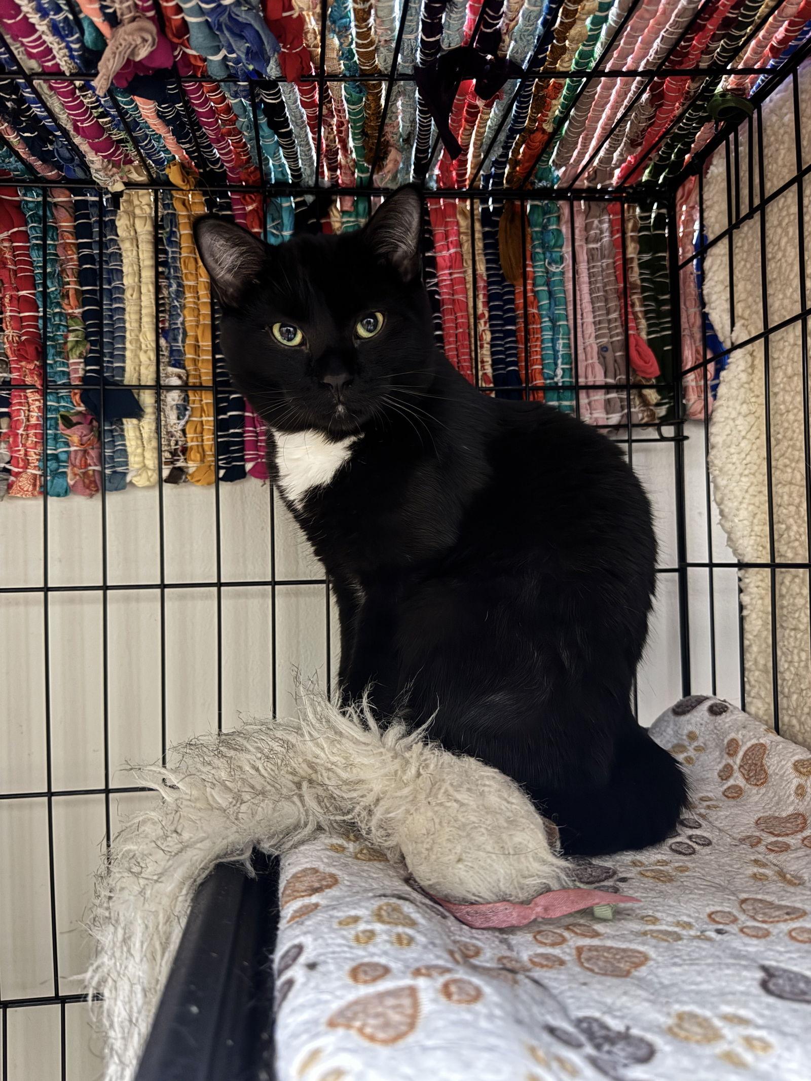 Luigi, a Adopted Domestic Short Hair in Lake Saint Louis, MO image 1/2