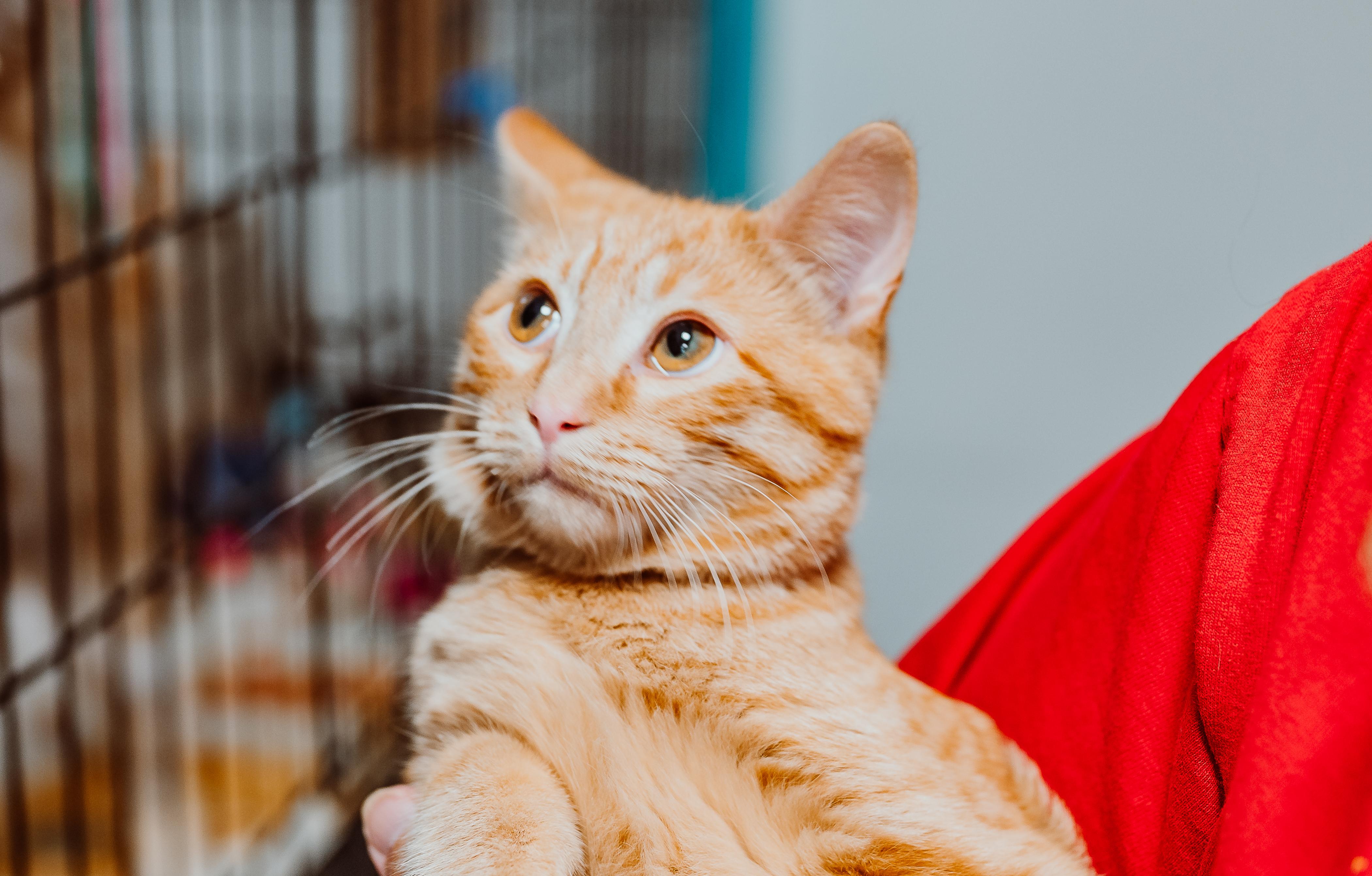 Enlarge Wallace, a Adoptable Tabby in Le Mars, IA image 1/1