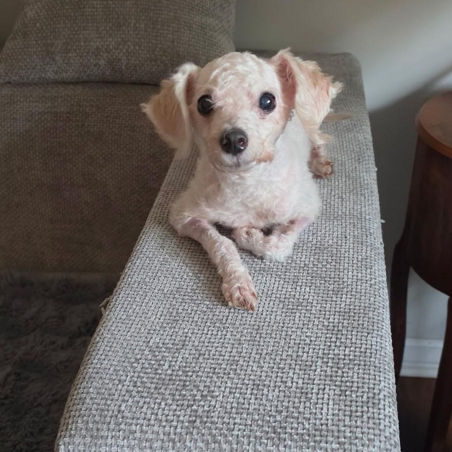 Kintsugi (tri-pawd), ADOPTABLE, Senior Female Shih poo.