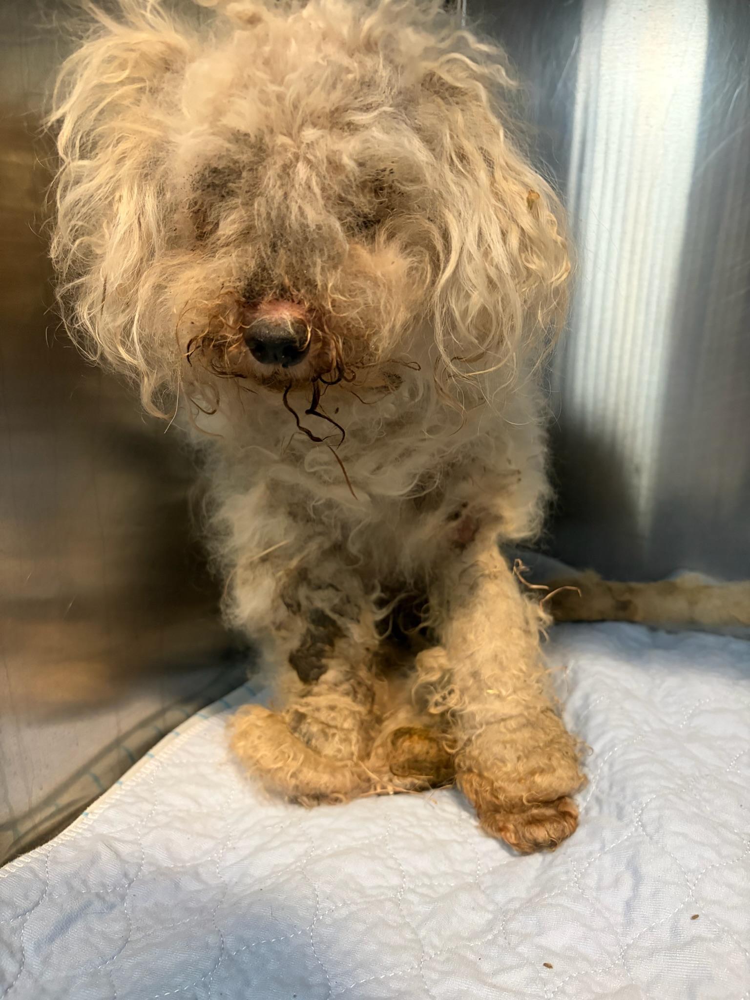 Enlarge Kintsugi (tri-pawd), a ADOPTABLE mixed breed in Plano, TX image 5/5