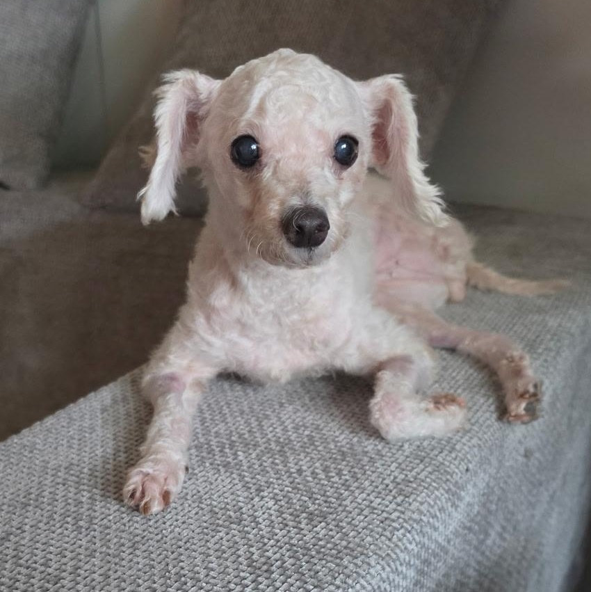 Enlarge Kintsugi (tri-pawd), a ADOPTABLE mixed breed in Plano, TX image 2/5