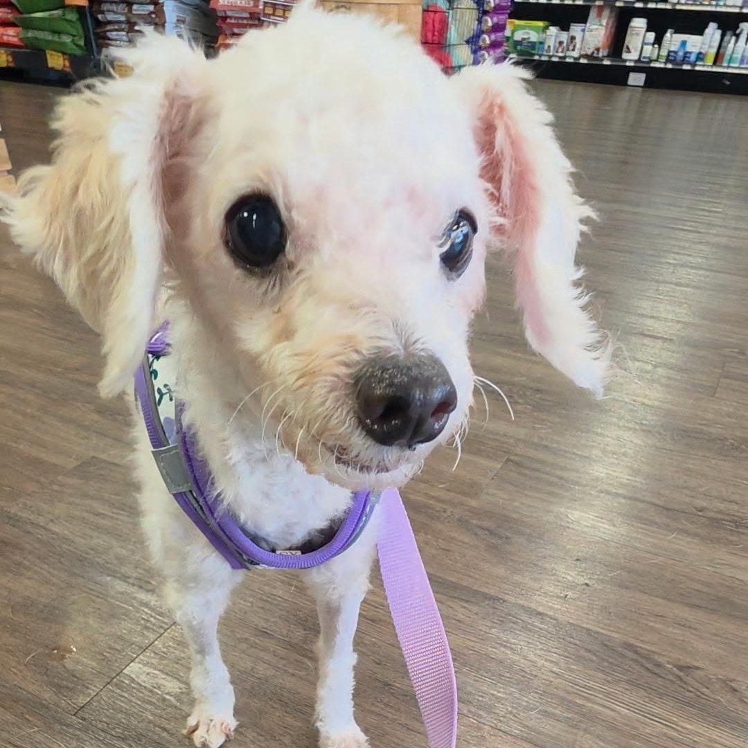 Enlarge Kintsugi (tri-pawd), a ADOPTABLE mixed breed in Plano, TX image 3/5