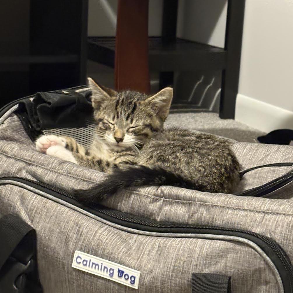 Rocket, Adoptable, Kitten Male Domestic Short Hair.