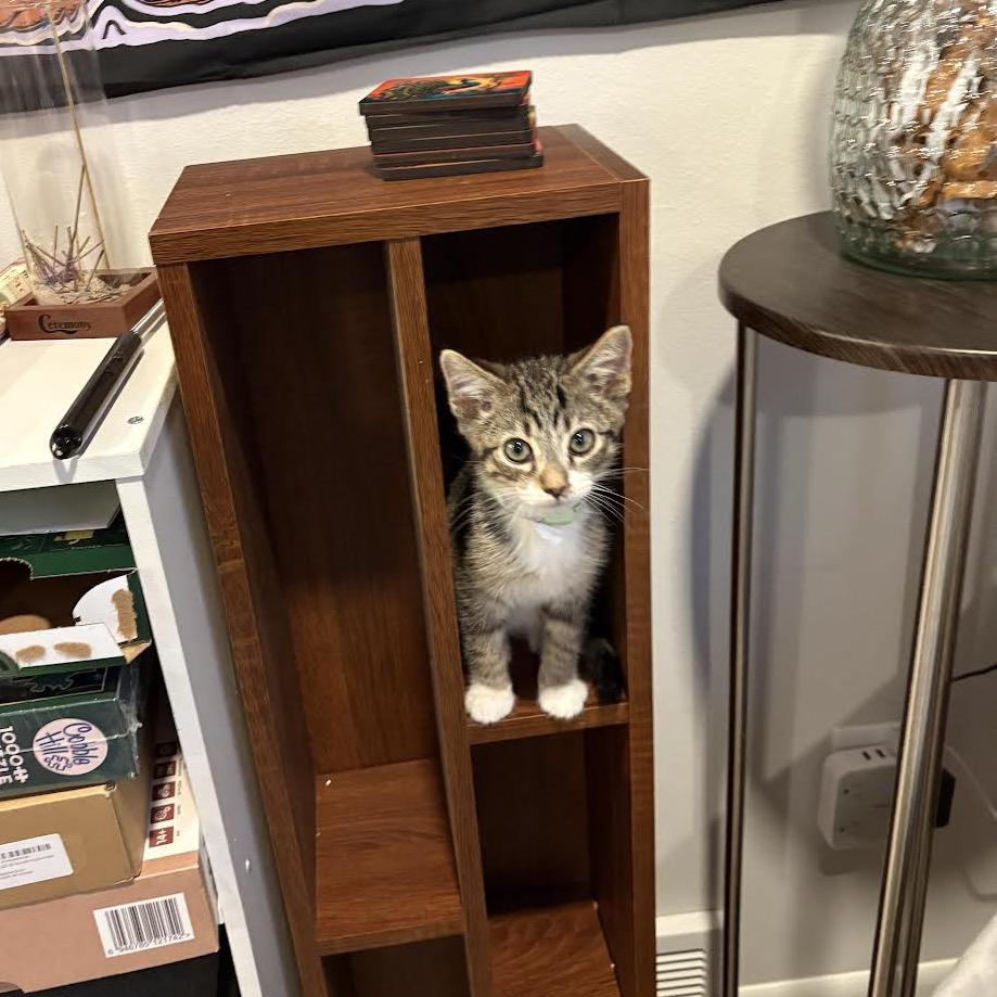 Rocket, a Adoptable Domestic Short Hair in Madison, WI image 2/6